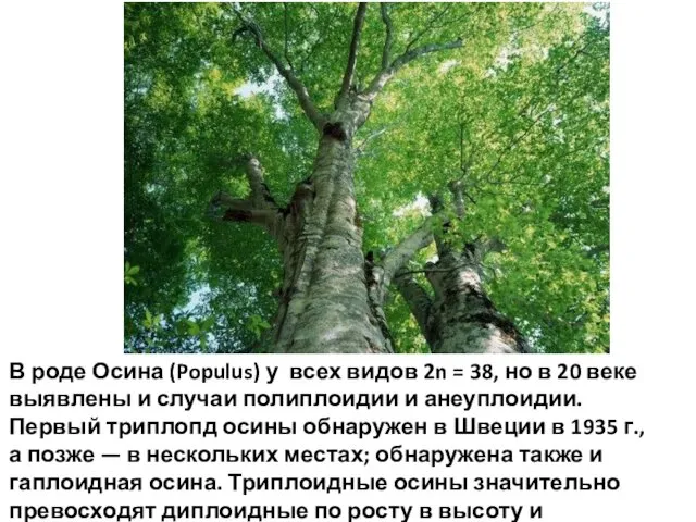 В роде Осина (Populus) у всех видов 2n = 38,