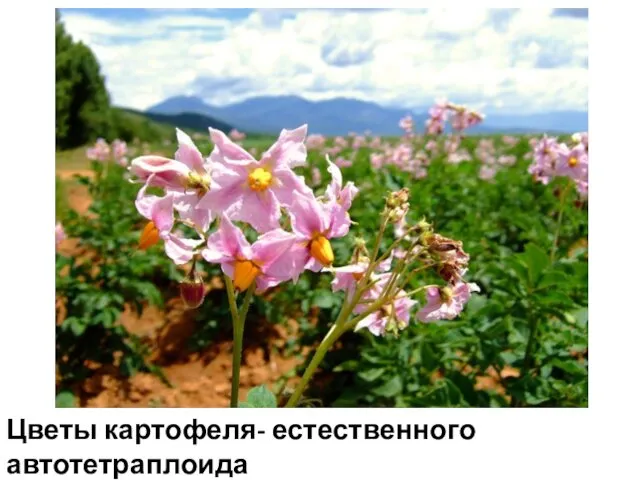 Цветы картофеля- естественного автотетраплоида
