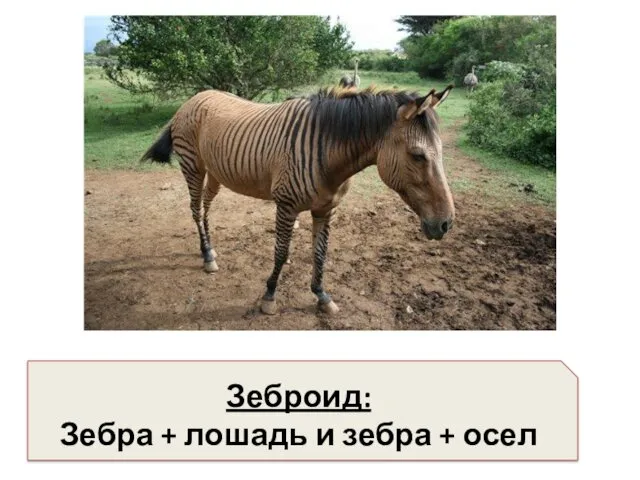 Зеброид: Зебра + лошадь и зебра + осел