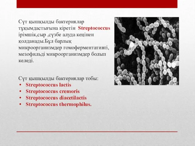 Сүт қышқылды бактериялар тұқымдастығына кіретін Streptococcus ірімшік,сыр ,сүзбе алуда кеңінен