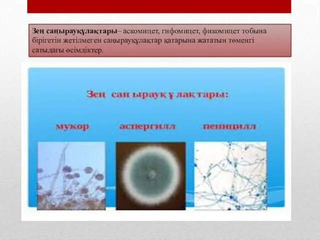 Зең саңырауқұлақтары– аскомицет, гифомицет, фикомицет тобына бірігетін жетілмеген саңырауқұлақтар қатарына жататын төменгі сатыдағы өсімдіктер.