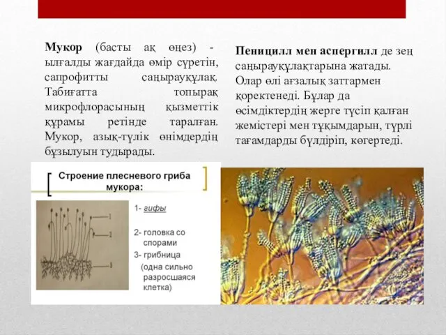 Мукор (басты ақ өңез) - ылғалды жағдайда өмір сүретін, сапрофитты