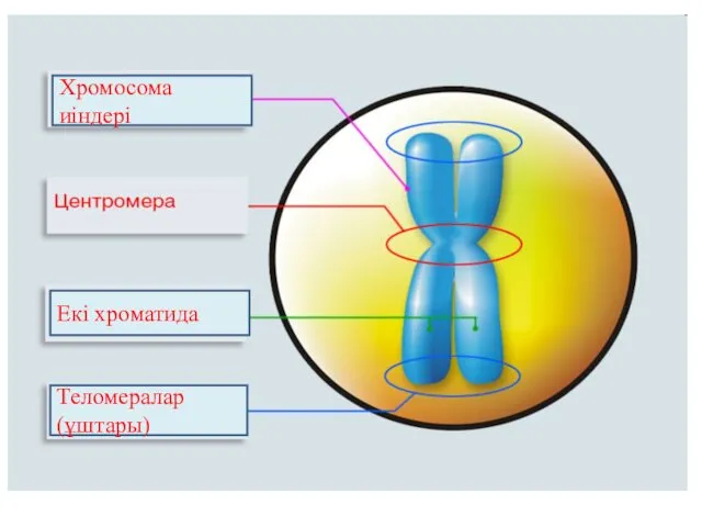 Хромосома иіндері Екі хроматида Теломералар (ұштары)