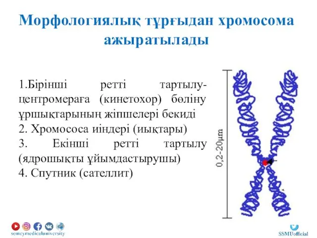 Морфологиялық тұрғыдан хромосома ажыратылады 1.Бірінші ретті тартылу- центромераға (кинетохор) бөліну