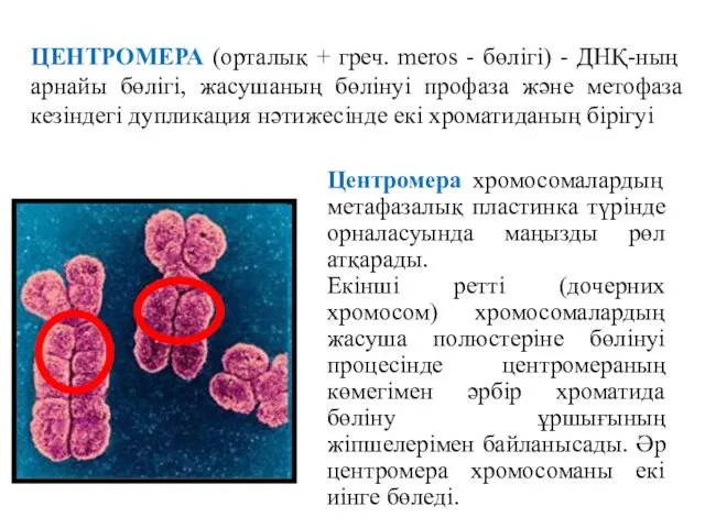 ЦЕНТРОМЕРА (орталық + греч. meros - бөлігі) - ДНҚ-ның арнайы