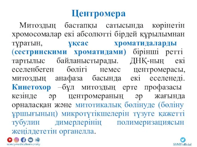 Центромера Митоздың бастапқы сатысында көрінетін хромосомалар екі абсолютті бірдей құрылымнан