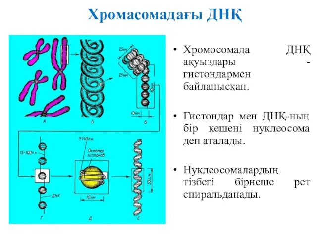 Хромасомадағы ДНҚ Хромосомада ДНҚ ақуыздары - гистондармен байланысқан. Гистондар мен