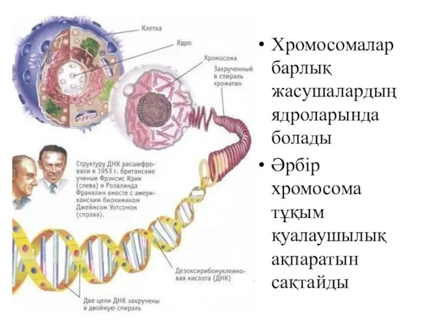 Хромосомалар барлық жасушалардың ядроларында болады Әрбір хромосома тұқым қуалаушылық ақпаратын сақтайды