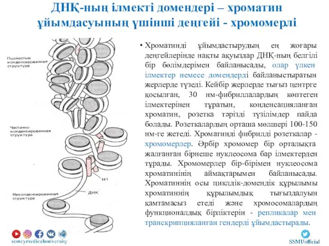 Хроматинді ұйымдастырудың ең жоғары деңгейлерінде нақты ақуыздар ДНҚ-ның белгілі бір