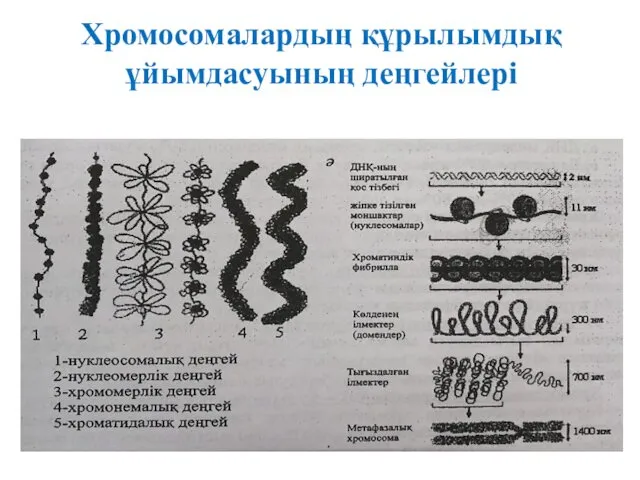 Хромосомалардың құрылымдық ұйымдасуының деңгейлері