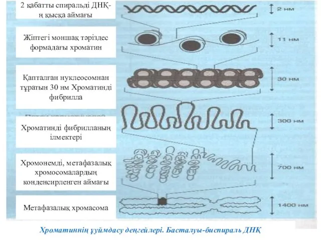 2 қабатты спиральді ДНҚ-ң қысқа аймағы Жіптегі моншақ тәріздес формадағы