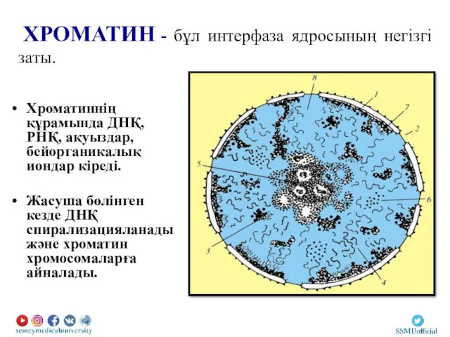 ХРОМАТИН - бұл интерфаза ядросының негізгі заты. Хроматиннің құрамында ДНҚ,