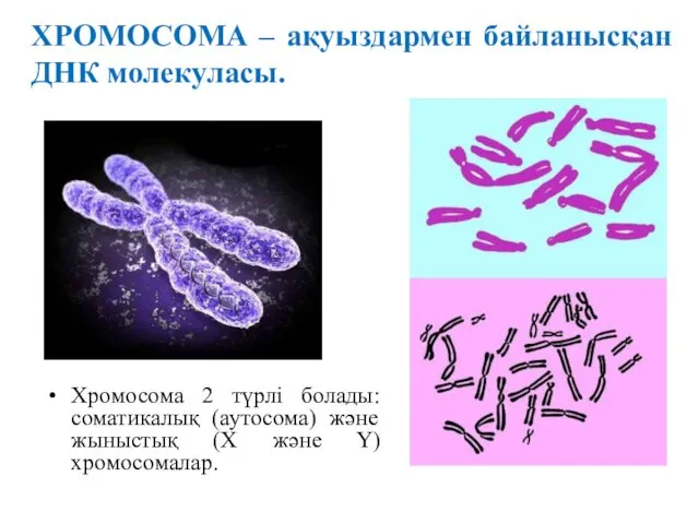 ХРОМОСОМА – ақуыздармен байланысқан ДНК молекуласы. Хромосома 2 түрлі болады: