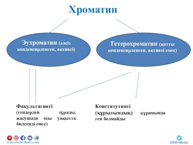 Хроматин Эухроматин (әлсіз конденсирленген, активті) Гетерохроматин (қатты конденсирленген, активті емес)