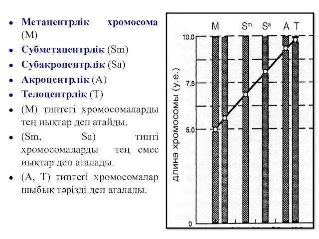 Метацентрлік хромосома (М) Субметацентрлік (Sm) Субакроцентрлік (Sа) Акроцентрлік (А) Телоцентрлік
