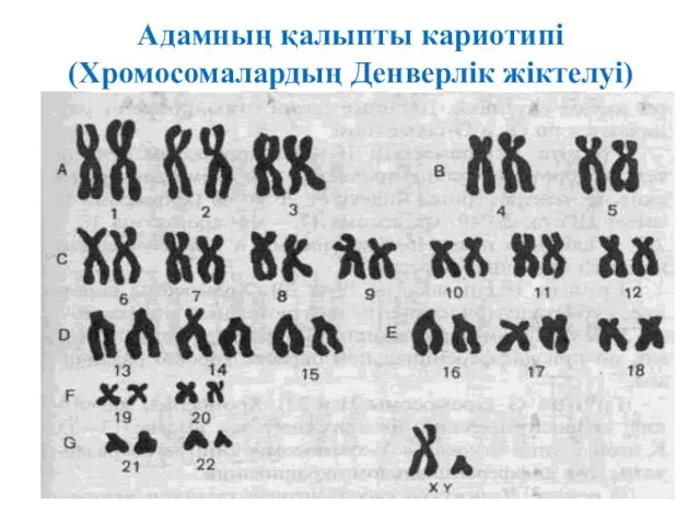 Адамның қалыпты кариотипі (Хромосомалардың Денверлік жіктелуі)