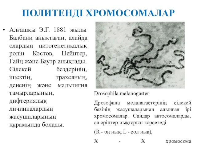 ПОЛИТЕНДІ ХРОМОСОМАЛАР Алғашқы Э.Г. 1881 жылы Балбани анықтаған, алайда олардың