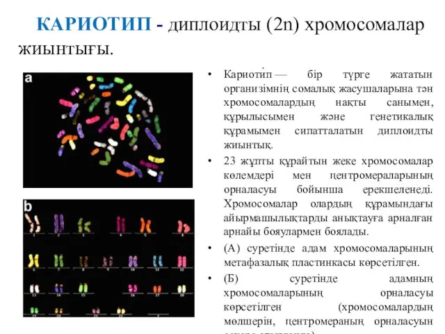 КАРИОТИП - диплоидты (2n) хромосомалар жиынтығы. Кариоти́п — бір түрге