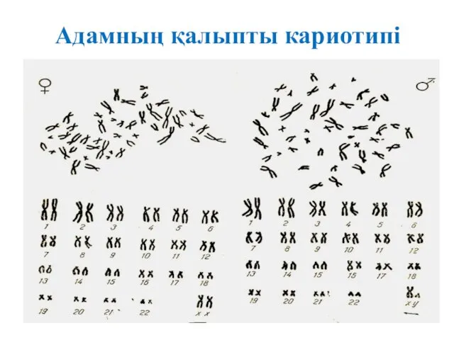 Адамның қалыпты кариотипі