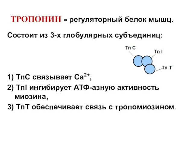 ТРОПОНИН - регуляторный белок мышц. Состоит из 3-х глобулярных субъединиц: