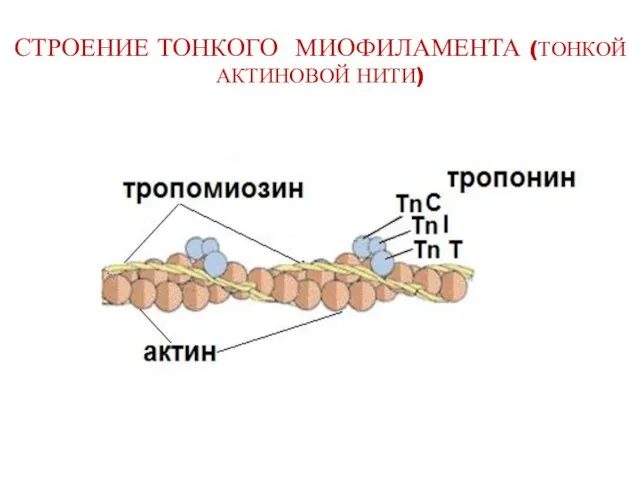 СТРОЕНИЕ ТОНКОГО МИОФИЛАМЕНТА (ТОНКОЙ АКТИНОВОЙ НИТИ)