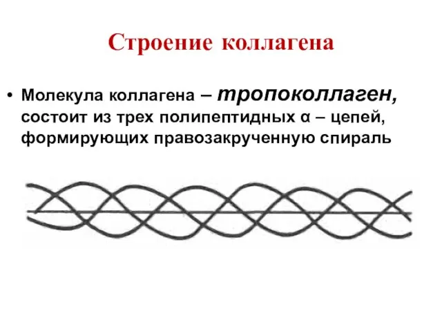 Строение коллагена Молекула коллагена – тропоколлаген, состоит из трех полипептидных α – цепей, формирующих правозакрученную спираль