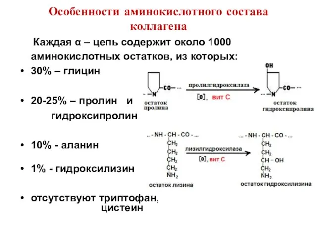 Особенности аминокислотного состава коллагена Каждая α – цепь содержит около