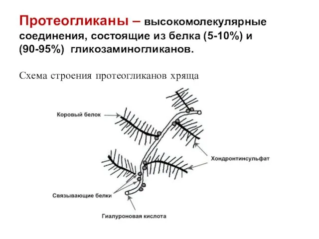 Протеогликаны – высокомолекулярные соединения, состоящие из белка (5-10%) и (90-95%) гликозаминогликанов. Схема строения протеогликанов хряща