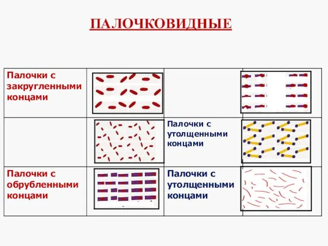 ПАЛОЧКОВИДНЫЕ