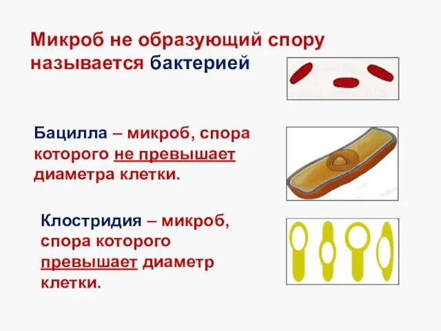 Микроб не образующий спору называется бактерией Бацилла – микроб, спора