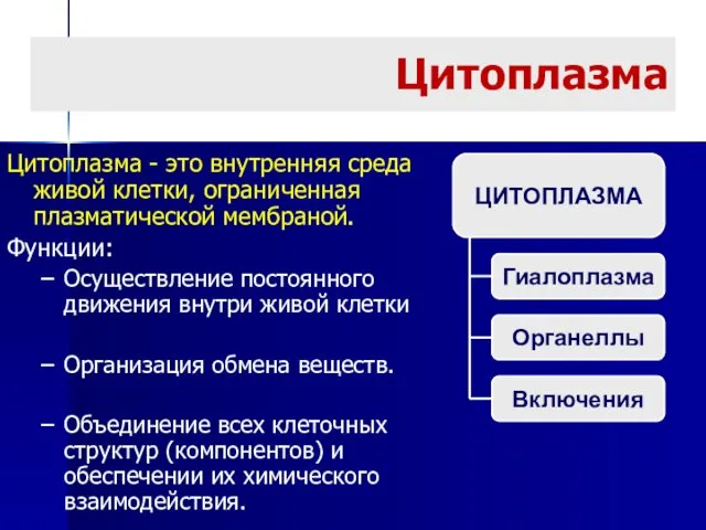 Цитоплазма Цитоплазма - это внутренняя среда живой клетки, ограниченная плазматической