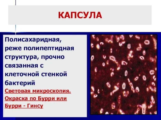 КАПСУЛА Полисахаридная, реже полипептидная структура, прочно связанная с клеточной стенкой