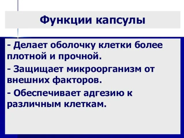 Функции капсулы - Делает оболочку клетки более плотной и прочной.