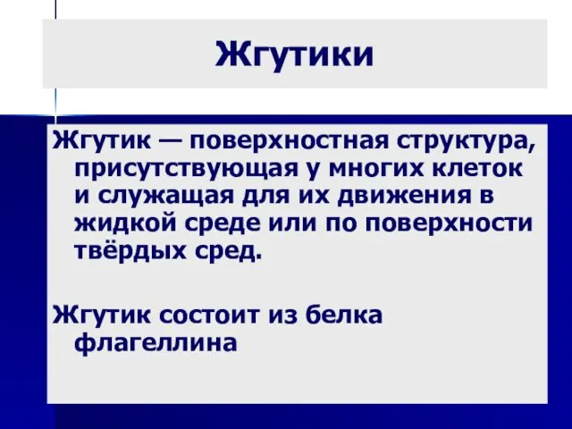 Жгутики Жгутик — поверхностная структура, присутствующая у многих клеток и