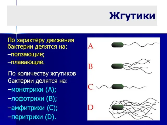 Жгутики По характеру движения бактерии делятся на: ползающие; плавающие. По