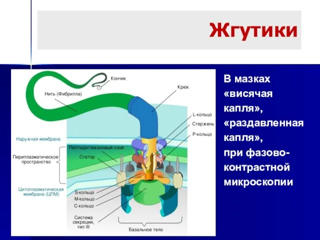 Жгутики В мазках «висячая капля», «раздавленная капля», при фазово-контрастной микроскопии