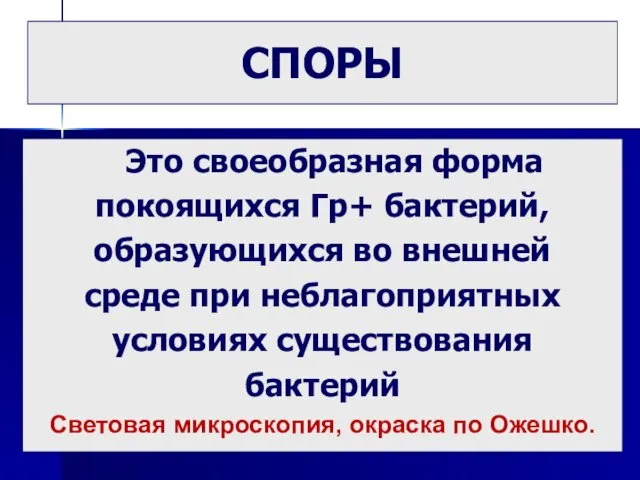 СПОРЫ Это своеобразная форма покоящихся Гр+ бактерий, образующихся во внешней