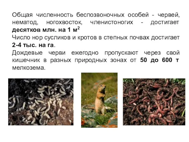 Общая численность беспозвоночных особей - червей, нематод, ногохвосток, членистоногих -