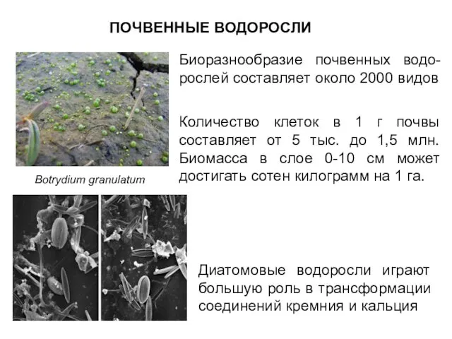 ПОЧВЕННЫЕ ВОДОРОСЛИ Botrydium granulatum Биоразнообразие почвенных водо-рослей составляет около 2000