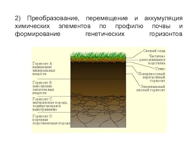 2) Преобразование, перемещение и аккумуляция химических элементов по профилю почвы и формирование генетических горизонтов