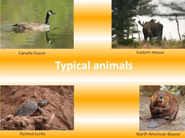 Canada Goose Eastern moose Painted turtle North American Beaver Typical animals