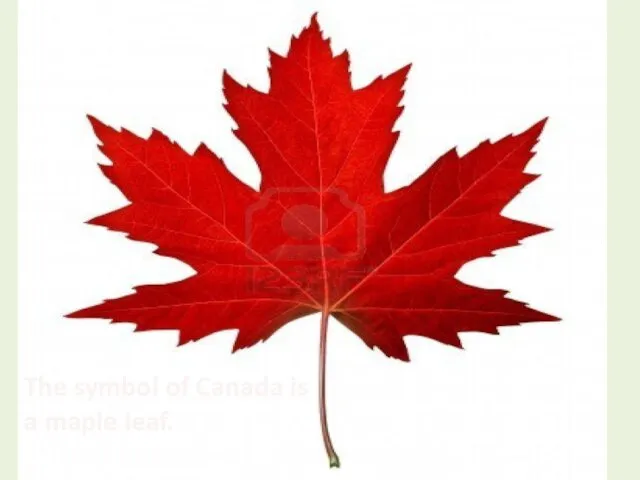 The symbol of Canada is a maple leaf.