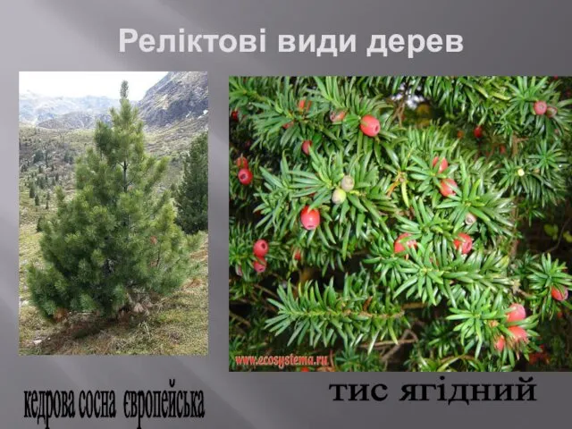 Реліктові види дерев кедрова сосна європейська тис ягідний