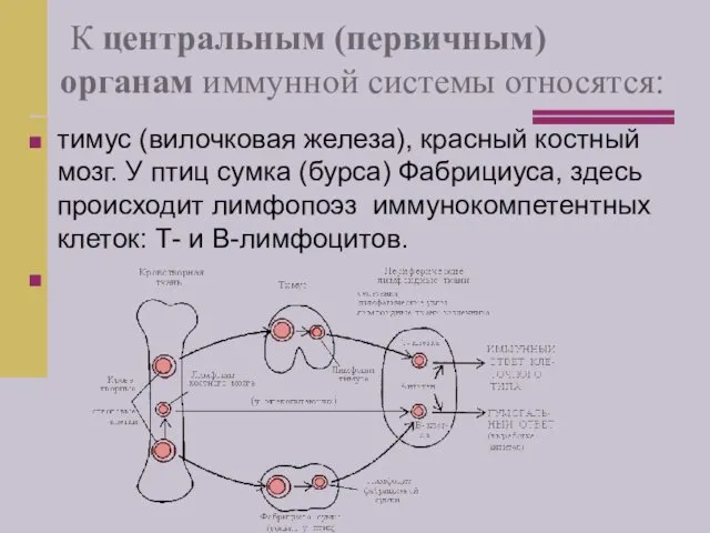 К центральным (первичным) органам иммунной системы относятся: тимус (вилочковая железа),