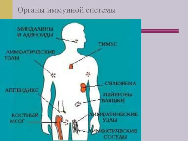 Органы иммунной системы