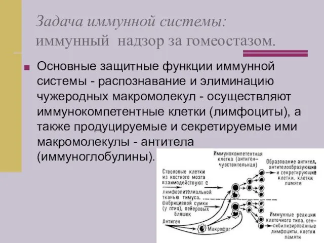 Задача иммунной системы: иммунный надзор за гомеостазом. Основные защитные функции