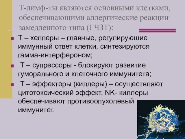 Т-лимф-ты являются основными клетками, обеспечивающими аллергические реакции замедленного типа (ГЧЗТ):