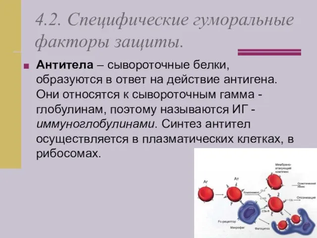 4.2. Специфические гуморальные факторы защиты. Антитела – сывороточные белки, образуются