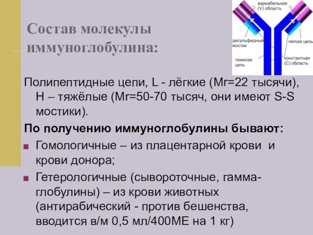 Состав молекулы иммуноглобулина: Полипептидные цепи, L - лёгкие (Mr=22 тысячи),