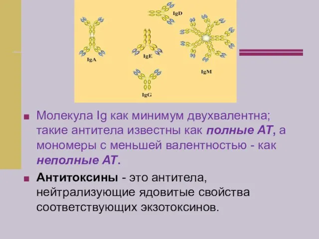 Молекула Ig как минимум двухвалентна; такие антитела известны как полные